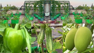 Overview Video Of My Rooftop Fruits And Vegetable Garden  Terrace Garden Tour [upl. by Ettevram]