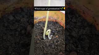 Type of germination in seed🌱 1Epigeal 2Hypogeal memtion in comment section👇ytshorts shorts [upl. by Enyallij]