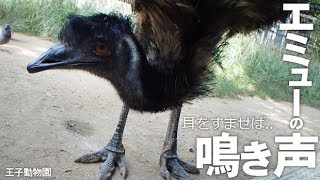 エミューの鳴き声 オス【王子動物園】ハナグマさんの可愛いくしゃみも♡ [upl. by Eisle]