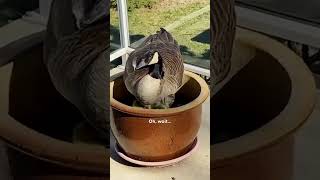 Goose Took Over A Guys Deck For The Cutest Reason  The Dodo [upl. by Ewell]