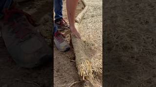 Installing Straw Blankets with a Sod Staple Driver [upl. by Carmita]