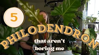 5 Philodendron that arent boring me  Giant uncommon Philodendron [upl. by Joanie]