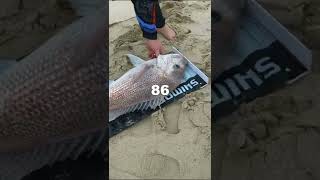 Big land based snapper Drone fishing with onedropcartel3127 full vid on the channel🤙🐟🎣 fishing [upl. by Amarillas319]