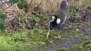 Strolling Moorhen VideoBombed by a Swan [upl. by Einttirb388]