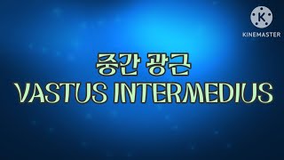 중간광근 중간넓은근의 길WAY OF VASTUS INTERMEDIUS [upl. by Amabelle]