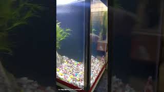 Nano Beta Fish Planted Tank 7 inch X 9 inch [upl. by Ettennej]