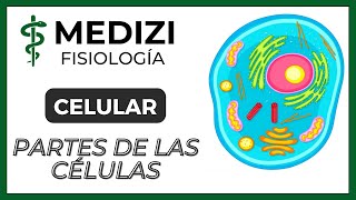 Fisiología Celular  La Célula partes y funciones IGdoctorpaiva [upl. by Einolem]