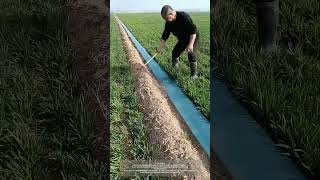 Cheap Disposable Irrigation Hoses To Water The Wheat Field [upl. by Anwadal]