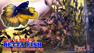 Part 1  How To Betta Fish Breeding  More Than 300 Betta Fry Mustard Gas Rose Tail Halfmoon [upl. by Diamond]