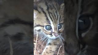 the rustyspotted cat🐈🐈🐈 smallest cat animalshorts wildsrilanka elephante bbc nature travel [upl. by Colver]