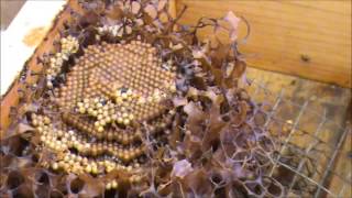 Trigona Stingless Native Beehive Update 4 THE BROOD [upl. by Sinclair]