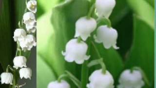 Lacramioare  Convallaria majalis [upl. by Daub]