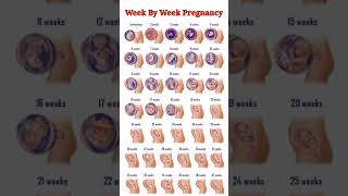 Pregnancy Week By Week ll 1  41 Weeks Fental Development [upl. by Yortal]