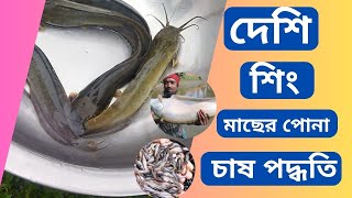 দেশি শিং মাছের পোনা  চাষ পদ্ধতি। পোনা কোথায় পাওয়া যায়  Mach Chas [upl. by Ulrich918]