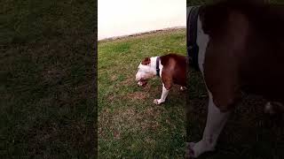 pitbull vs boerboel real fight  part 1 [upl. by Amapuna]