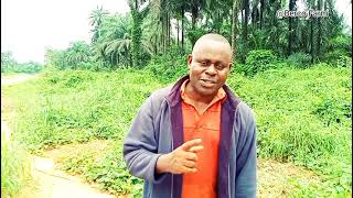 Making 10 million Naira from Malaysian Supergene Oil Palm Investment in A Year [upl. by Doownelg]