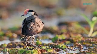 African Jacana The Bird that Carries Its Young [upl. by Nwahsed]