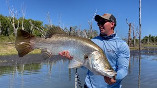 Sight Casting Barra in the Shallows [upl. by Morey]