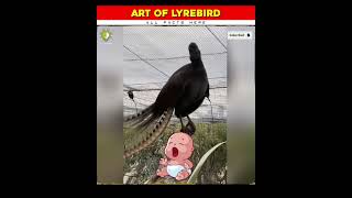 Mimicry maker Bird Lyrebird [upl. by Utley]