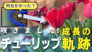 【何日で咲いた？】チューリップ成長の軌跡【植木鉢で育てます】 [upl. by Tram]