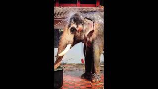 Kerala Temple Festival 👑🦣 Elephant Bathing 🙏❤️ Elephants in Kerala Temple Festival Culture 😍🙏💖 [upl. by Aihtenak642]