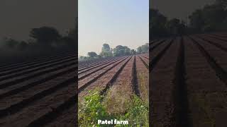 Dhaniya me Pani chala Diyadhaniyakikheti farming patelagriculture wheatfarming minivlog [upl. by Glorianna271]