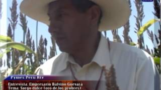 SORGO DULCE PARA LA PRODUCCIÓN DE BIOETANOL EN LOS DESIERTOS DE LAMBAYEQUE PERU [upl. by Eserahc]