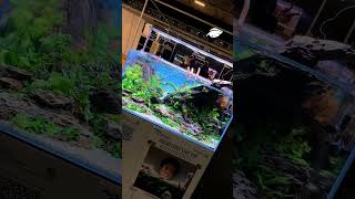 Unfassbar schönes Scap aquascape aquarium protips [upl. by Belsky80]