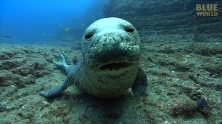 Hawaiian Monk Seals  JONATHAN BIRDS BLUE WORLD [upl. by Akinhoj285]