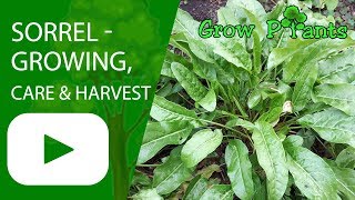 Sorrel  growing care and harvest  Rumex acetosa [upl. by Rip569]