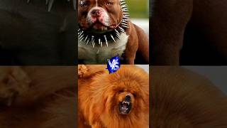 Pitbull vs Rottweiler German shepherd Chow Chow youtubeshorts viral shorts [upl. by Zulema]