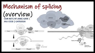 splicing mechanism overview GATB2020  CSIR NET  GATE  IIT JAM [upl. by Sisile]