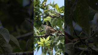 Carolina Wrens song sounds a bit like oldschool sonar ping [upl. by Acinorej881]