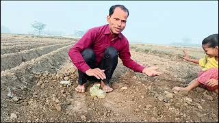 doston Aaj maine apne khet mein palak methi dhaniya aur muli gad ke aaye [upl. by Cyb]