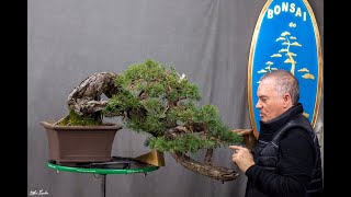 Dimostrazione del Maestro Gaetano Settembrini su un Bonsai di Pino Silvestre [upl. by Aikyn]