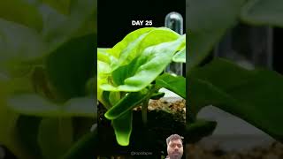 King koral celosia flower growing time lapse gardening flowers plants nature shorts [upl. by Grissel926]