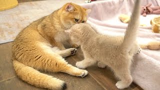 Mother cat meows to call her kittens to eat So sweet [upl. by Masry]