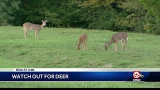 Drivers being warned to remain on the lookout for deer [upl. by Tenay]