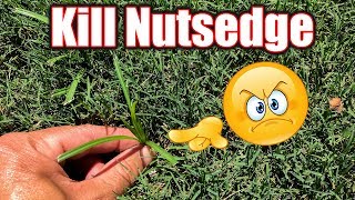 Kill Nutsedge in Bermuda Lawn [upl. by Alorac498]