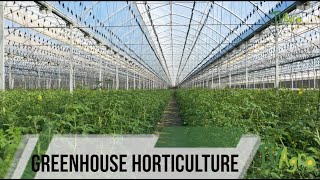 Tomato production Networks under Greenhouse at Almeria Eng Sub  TvAgro By Juan Gonzalo Angel [upl. by Margie]