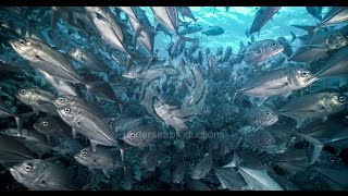 quotUndersea Realm in 4Kquot underwater nature video stock footage demo reel UltraHD UHD [upl. by Wainwright]