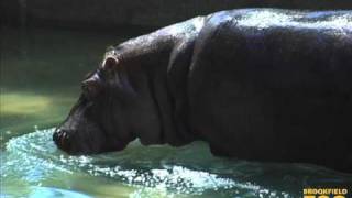 Hippo Plays it Cool in the Pool at Brookfield Zoo [upl. by Leola]