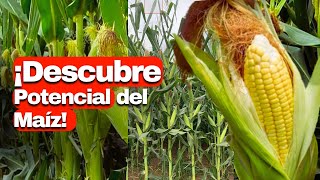 ¿Cuántas MAZORCAS 🌽 salen de una planta de MAÍZ [upl. by Ayotyal]