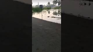 Ganga ji flood sonpur bihar shorts [upl. by Gnos]