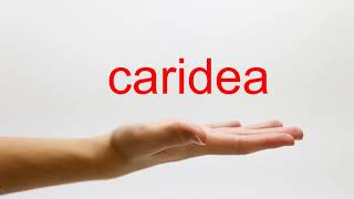 How to Pronounce caridea  American English [upl. by Gershom]