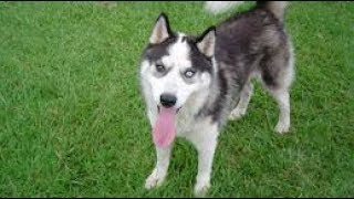 Recomendaciones para tener husky lobo siberiano [upl. by Kory517]