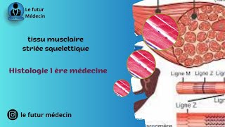 Un tissu musculaire striée squelettique Histologie 1 ère médecine [upl. by Nnaesor]