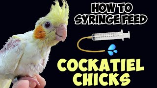 How to syringe feed cockatiel chicks  Rio baby cockatiel hand feeding [upl. by Sitof]