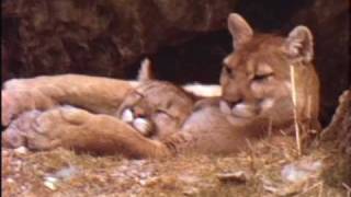 Kittens Gone Wild  Rare Footage of Wild Cougar Kittens [upl. by Negaet638]