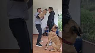 Dame un abrazo parati perros dogs perro short shorts videoshort videoviral viralshorts [upl. by Sellma899]